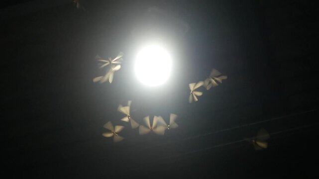 termites (Isoptera) that seek light at night