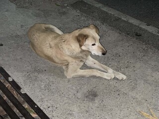 a beauitful streat dog  photo click by still