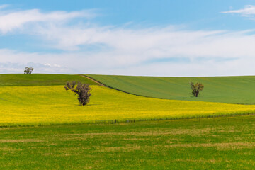 Fields and pastures around the Cowra region in Spring © Merrillie