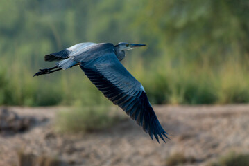 The grey heron is a long-legged wading bird of the heron family, Ardeidae, native throughout temperate Europe and Asia, and also parts of Africa.