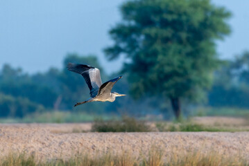 The grey heron is a long-legged wading bird of the heron family, Ardeidae, native throughout temperate Europe and Asia, and also parts of Africa.