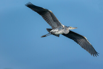 The grey heron is a long-legged wading bird of the heron family, Ardeidae, native throughout temperate Europe and Asia, and also parts of Africa.
