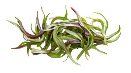 Puntarelle salad fresh crisp Italian chicory shoots with vibrant green curly leaves isolated on white background