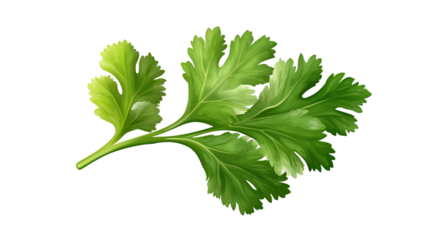 Fresh green cilantro leaf vibrant aromatic herb foliage with detailed natural texture isolated on white background