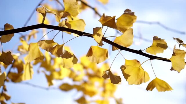 Yellow golden close up shot of Ginko tree autumn gold leaves