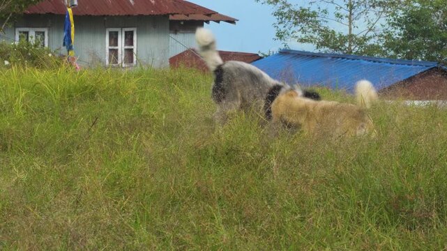 Playful dogs enjoying sunny field fun