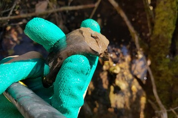 Close-up of gloved hand holding a worn pottery shard retrieved from the creek bed. Ancient artifact discovery during a damp, spring search