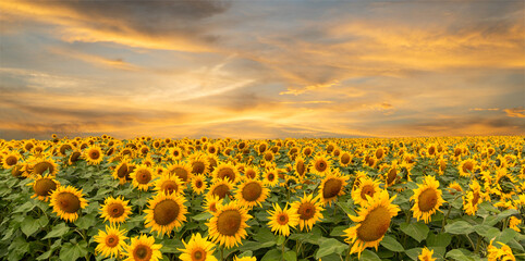 Obraz premium sunflower field at sunset
