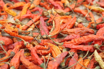 The beauty of fresh red chili peppers