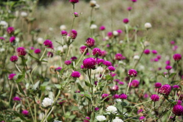 The colors of beautiful flowers in nature