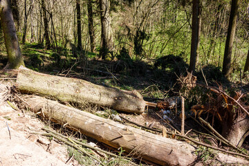 Felled timber lies amidst woodland clearing, evidence of recent tree removal and path construction in the spring forest