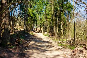 Fototapeta premium New concrete road laid through a forest, with cleared branches along the sides. Construction in progress, amidst trees and dappled sunlight of late spring