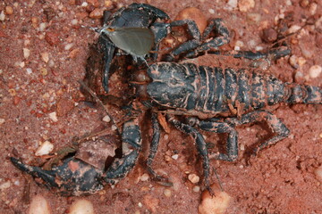 Dead scorpion and little butterfly