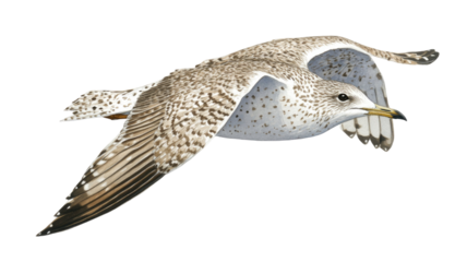 Yellow-legged gull flying with wide open wings showing detailed feathers, dynamic mid-air motion, and natural coastal bird elegance isolated on white background