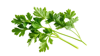 Spring of fresh green parsley isolated vibrant aromatic herb with crisp leafy texture cutout 