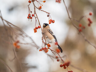 Bullfinch female sits on a branch and eats small red apples. The Eurasian or common bullfinch, pyrrhula pyrrhula
