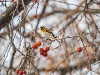 Brambling (Fringilla montifringilla) feeds on apples in winter.