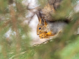 The squirrel with nut sits on tree in the autumn. Eurasian red squirrel, Sciurus vulgaris.