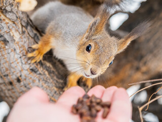 Squirrel eats nuts from a man's hand. Caring for animals in winter or autumn.