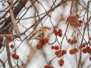 Brambling (Fringilla montifringilla) feeds on apples in winter.