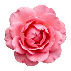 blush floral sticker isolated on white