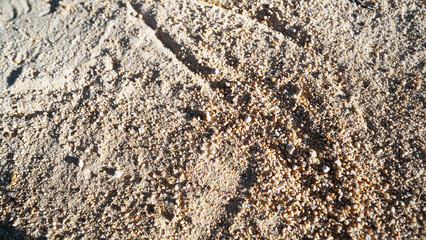 Frozen Winter Forest Floor with Sandy Soil Texture