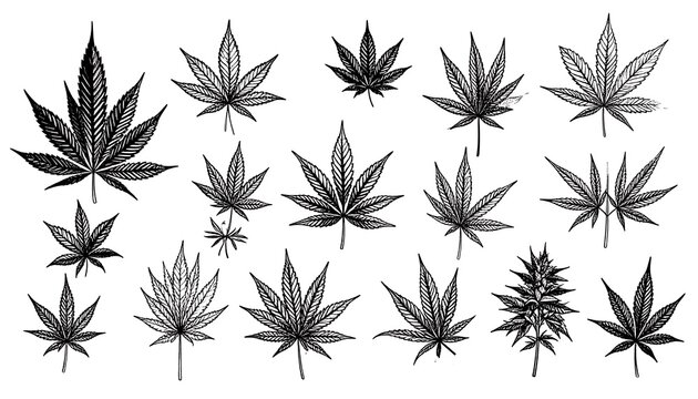 A collection of various cannabis leaves in detailed black and white illustration