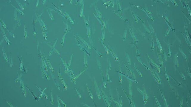 A school of small fish swimming near the water surface o the Mediterranean sea