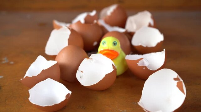 eggshells after being cleaned to be used as organic fertilizer