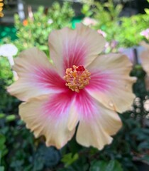 light pink hibiscus flower, beige flower in the garden