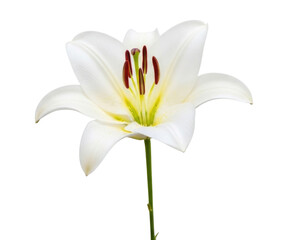 Naklejka premium White lily flower transparent background cutout png