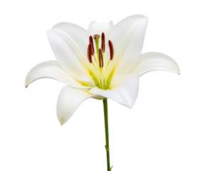 White lily flower transparent background cutout png