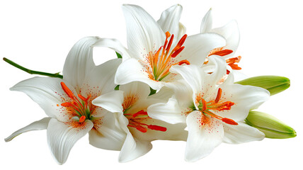 Obraz premium Bouquet of white lilies with vibrant orange pistils and fresh blooming petals arranged on white background