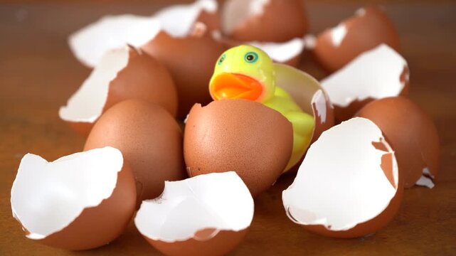 eggshells after being cleaned to be used as organic fertilizer