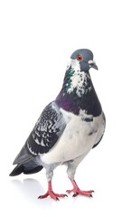 Obraz premium A close-up studio shot of a pigeon in front of a clean white background