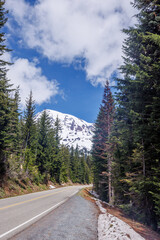 Fototapeta premium Scenic road in Mount Rainier National Park with fir trees on both sides and a snowy mountain