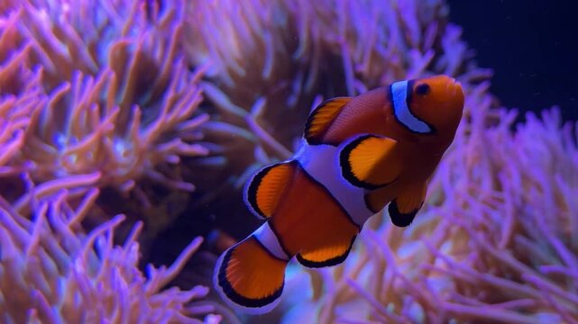 Ocellaris clownfish in a saltwater reef aquarium.