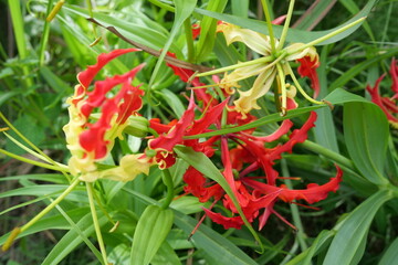 Wild forest orchids grow naturally on trees, displaying delicate flowers, vibrant colors, and ecological importance.