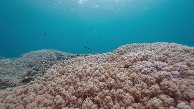 Underwater slow motion shot of cauliflower coral covering a vast area of the sea bed with fish swimming in the clear blue ocean water