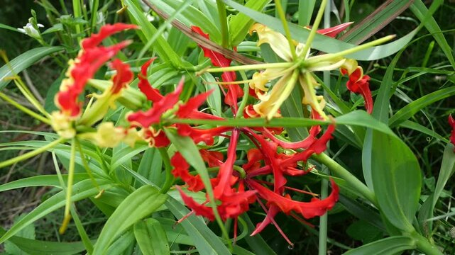 Wild forest orchids grow naturally on trees, displaying delicate flowers, vibrant colors, and ecological importance.