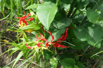 Wild forest orchids grow naturally on trees, displaying delicate flowers, vibrant colors, and ecological importance.