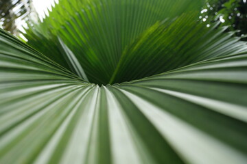 Broadleaf plants feature wide leaves, supporting photosynthesis, shade, biodiversity, landscaping, and ecological balance worldwide ecosystems.