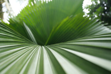 Broadleaf plants feature wide leaves, supporting photosynthesis, shade, biodiversity, landscaping, and ecological balance worldwide ecosystems.