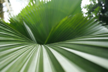 Broadleaf plants feature wide leaves, supporting photosynthesis, shade, biodiversity, landscaping, and ecological balance worldwide ecosystems.