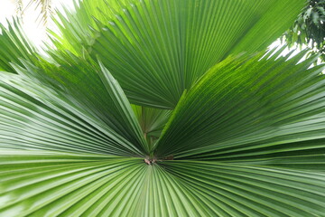 Broadleaf plants feature wide leaves, supporting photosynthesis, shade, biodiversity, landscaping, and ecological balance worldwide ecosystems.