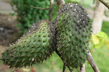 Soursop is a tropical fruit with spiky green skin, creamy white flesh, and sweet flavor.