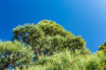 青空と松