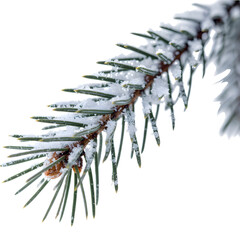 christmas tree branches