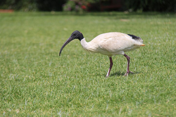 Obraz premium ibis in a park in sydney in australia