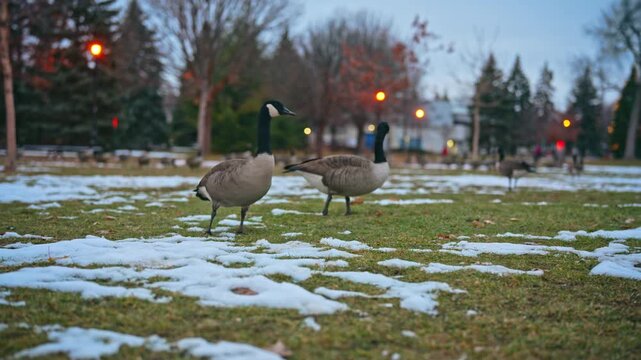 Canada geese feed on snowy grass in a quiet city park during early winter. The birds move calmly across the field while searching for food in soft evening light.